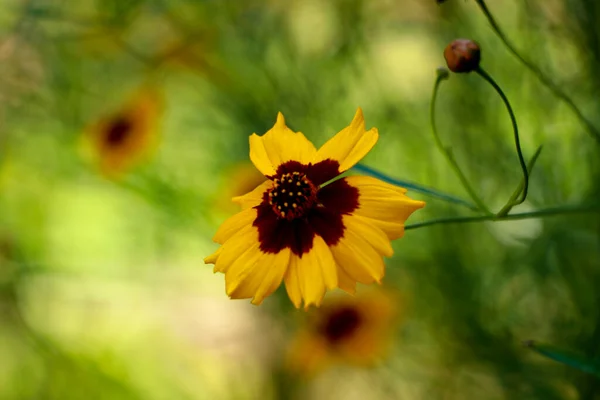Gelbe Und Braune Farbe Schmetterlingsblumen Heimischen Garten Selektiver Fokus — Stockfoto