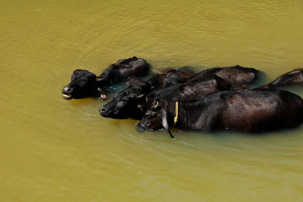 Buffalos Tomando Banho Pequeno Riacho Luz Sol Meio Dia — Fotografia de Stock