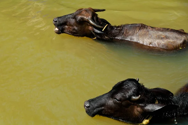 Buffalos Tomando Banho Pequeno Riacho Luz Sol Meio Dia — Fotografia de Stock