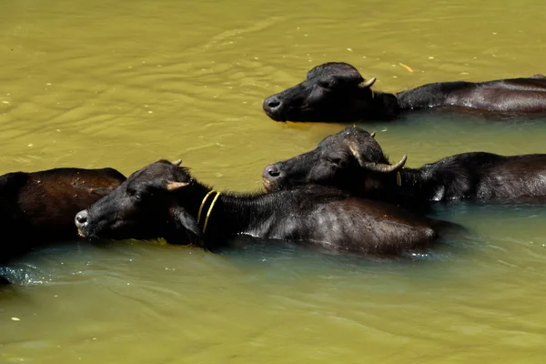 Buffalos Tomando Banho Pequeno Riacho Luz Sol Meio Dia — Fotografia de Stock