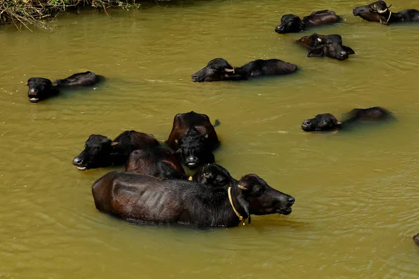 在阳光下小河中洗澡的水牛 — 图库照片