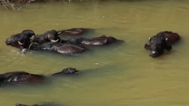 Bufalolar öğle vakti, güneş ışığında, küçük bir derede yıkanıyorlar. 