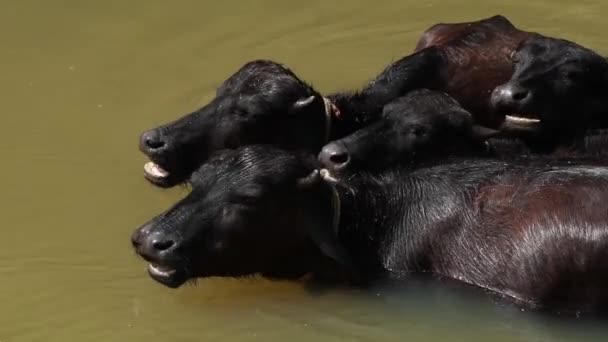 Bölények Fürdenek Egy Kis Patakban Napfényben Délben — Stock videók