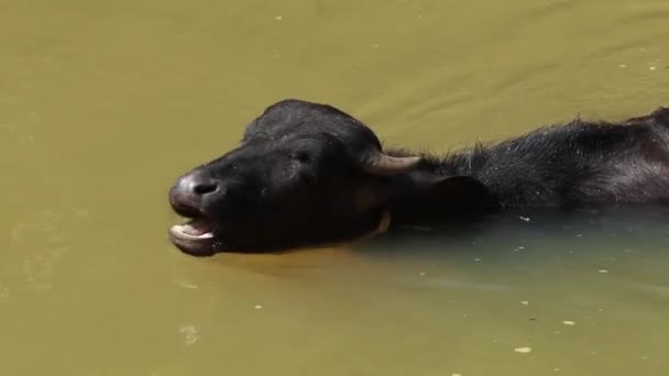 Búfalos Bañándose Pequeño Arroyo Luz Del Sol Mediodía — Vídeo de stock
