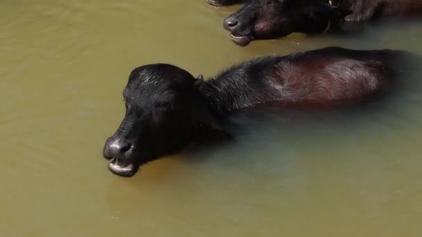 Buffalos Tomando Banho Pequeno Riacho Luz Sol Meio Dia — Vídeo de Stock