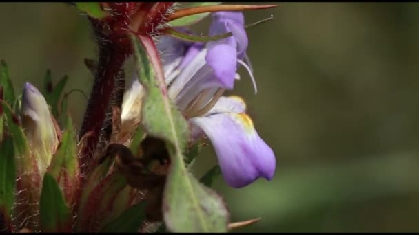 Light Pink Color Marsh Barbel Hygrophila Auriculata Flower Herbal Plant — Stock Video