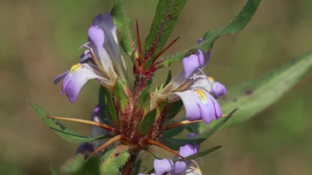 Warna Merah Muda Cerah Marsh Barbel Atau Bunga Hygrophila Auriculata — Stok Video