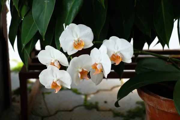 Gyönyörű Fehér Színű Phalaenopsis Vagy Molylepke Orchidea Virágok Közismert Nevén — Stock Fotó