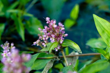 Açık pembe çiçekler Batı Ghat 'lerinden ot bitkisi, seçici odak
