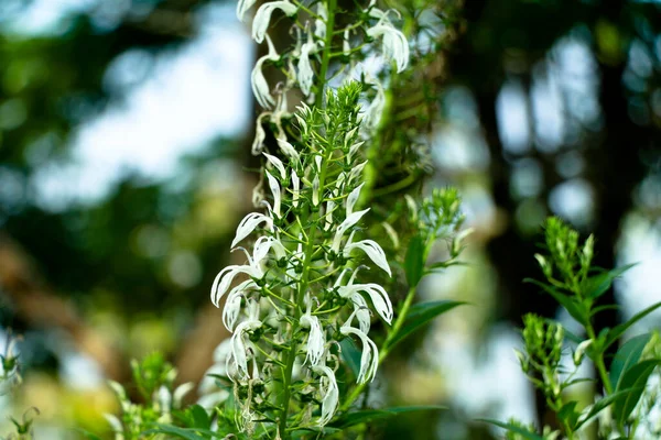 Bílé Barevné Květy Divokého Tabáku Nebo Lobelia Nikotianifolia Jedovaté Rostliny — Stock fotografie