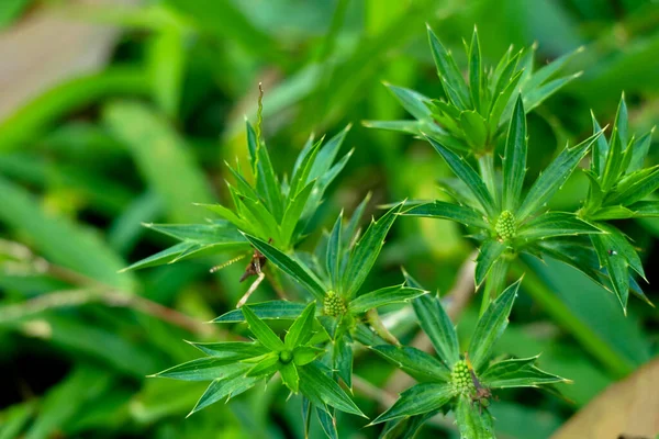 Mexikanischer Koriander Oder Eryngium Foetidum Traditionelle Medizin — Stockfoto