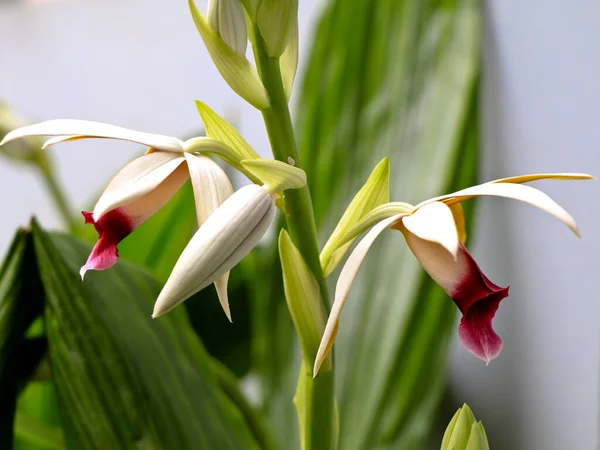 Krásná Bílá Růžová Barva Orchidej Květiny Domácí Zahrady Selektivní Zaměření — Stock fotografie