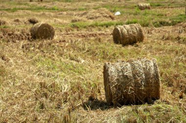 Çeltik tarlasında saman ya da saman ruloları, sığır beslemek için
