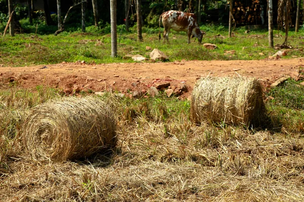 Heu Oder Strohrollen Auf Dem Reisfeld Für Die Fütterung Der — Stockfoto