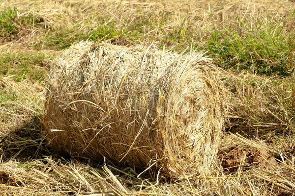 Eller Halm Rullar Paddyfältet För Utfodring Nötkreatur — Stockfoto