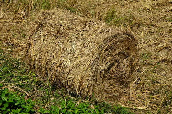 Rotolo Fieno Paglia Nel Campo Risaia Alimentazione Del Bestiame — Foto Stock