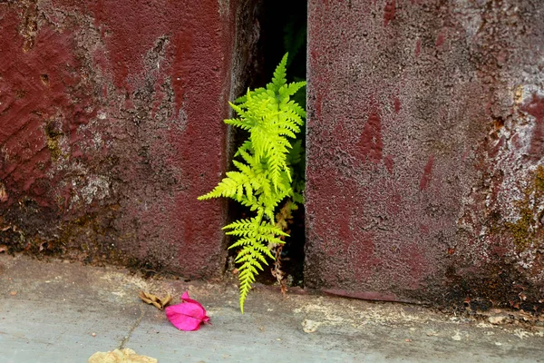 Planta Helecho Polypodiopsida Orificio Aire Una Pared Planta Vascular — Foto de Stock