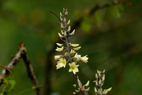 グーズベリーの木の上の薄黄色の野生の蘭の花 選択的な焦点 — ストック写真