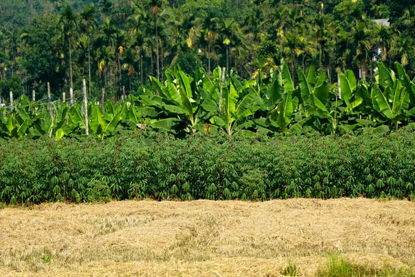 Wielokrotna Uprawa Paddy Tapioka Plantan Orzech Kokosowy Areca Jednym Polu — Zdjęcie stockowe