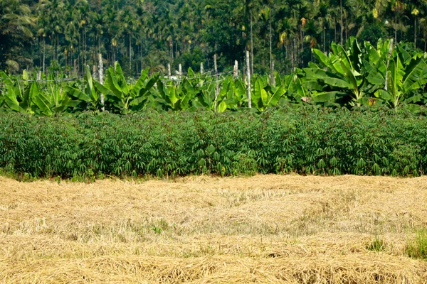 하나의 밭에서의 타피오카 코코넛 — 스톡 사진