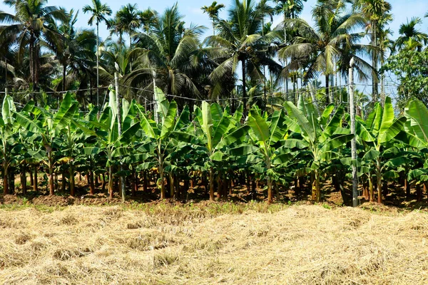 Multiple Budidaya Paddy Tapioca Plantain Kelapa Dan Kacang Areka Dalam — Stok Foto