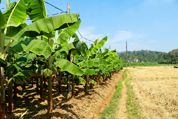 Coltivazione Piantagioni Banane Campo Del Villaggio Agricoltura Biologica Immagine Stock