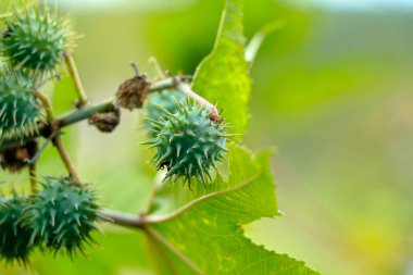 Çiğ fasulye ya da Ricinus komünis fasulyesi, seçici odaklanma.