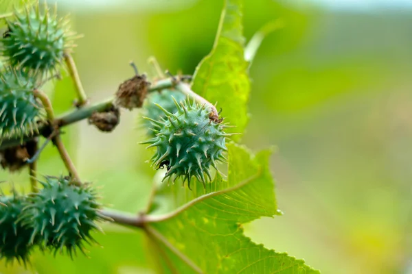 Feijão Caster Cru Feijão Ricinus Communis Foco Seletivo Fotografias De Stock Royalty-Free