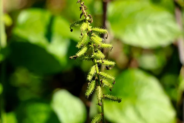 Frön Ceylon Leadwork Eller Plumbago Zeylanica Selektivt Fokus — Stockfoto