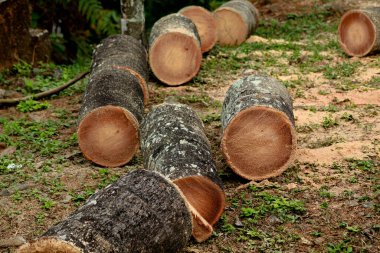 Hindistan cevizi ağacı gövdesi parçalara ayrılmış, seçici odak noktası