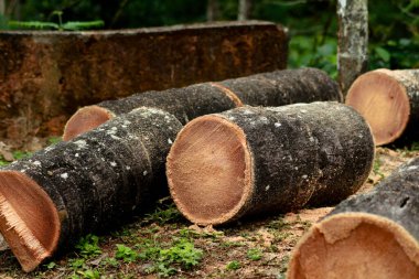 Hindistan cevizi ağacı gövdesi parçalara ayrılmış, seçici odak noktası