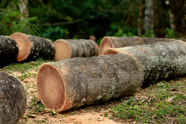 Hindistan cevizi ağacı gövdesi parçalara ayrılmış, seçici odak noktası