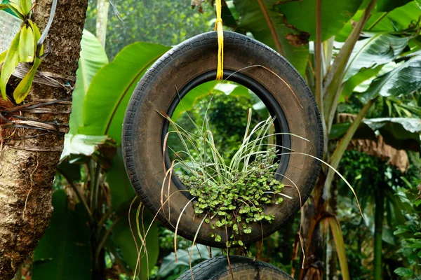Garden Plants Old Rubber Tyre Recycle Concept — Stock Photo, Image