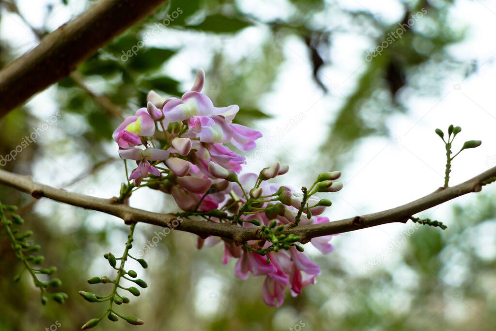 Light rose color flowers of quickstick or Gliricidia sepium tree, belonging to Fabaceae family