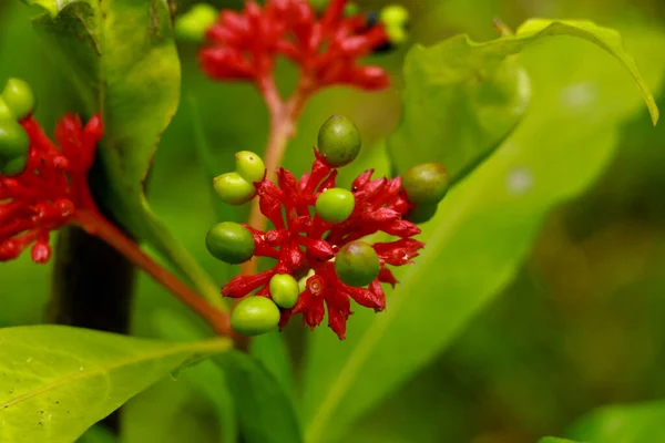 Flower Indian Snakeroot Devil Pepper Rauvolfia Serpentina Selective Focus Royalty Free Stock Images