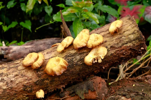 Cogumelo Cor Creme Conk Tronco Madeira Decomposição Organismo Parasita Foco — Fotografia de Stock