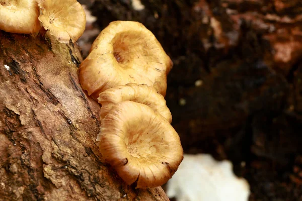 Grädde Färg Svamp Eller Gaffel Ruttnande Trä Stam Parasitisk Organism — Stockfoto