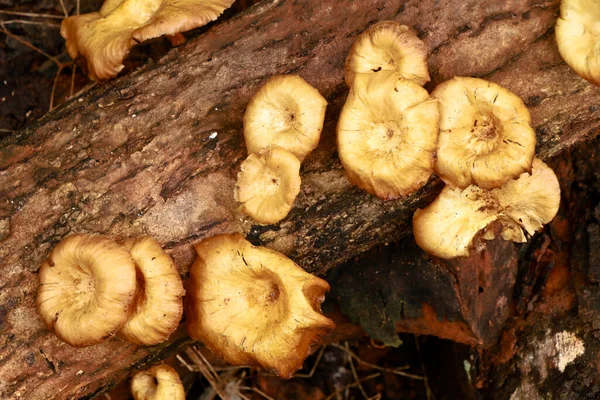 Grädde Färg Svamp Eller Gaffel Ruttnande Trä Stam Parasitisk Organism — Stockfoto