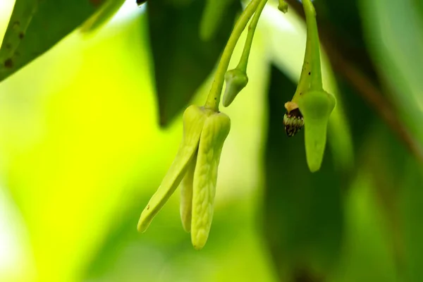 Flower Custard Apple Bullocks Heart Selective Focus — Stock Photo, Image