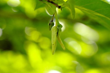 Muhallebi çiçeği ya da öküz kalbi seçici odaklanma