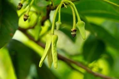Muhallebi çiçeği ya da öküz kalbi seçici odaklanma