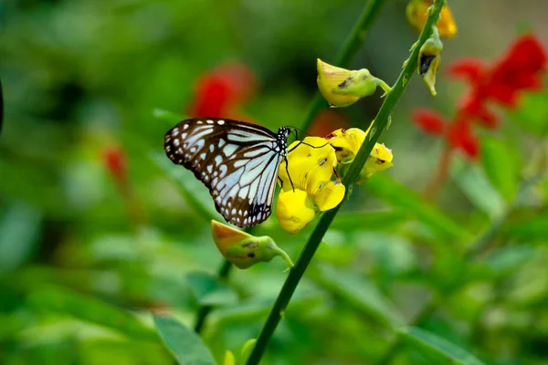 Tirumala Limniace Синяя Тигровая Бабочка Западных Гат Wayanad — стоковое фото