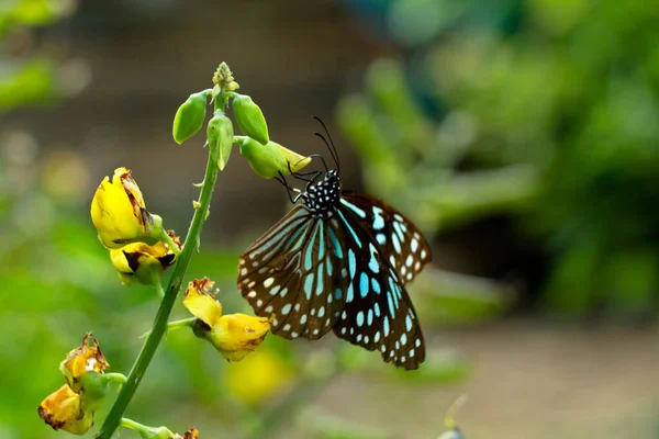 Tirumala Limniace Синяя Тигровая Бабочка Западных Гат Wayanad — стоковое фото