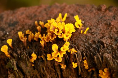 Küçük sarı renkli mantarlar ya da çürüyen bir ağaç gövdesinde koni, parazit organizma, seçici odaklanma