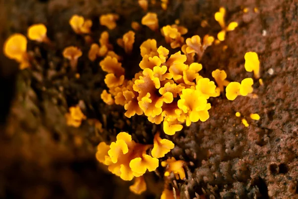 Malutkie Żółte Grzybki Lub Stożki Rozkładającym Się Pniu Pasożytniczym Organizmie — Zdjęcie stockowe