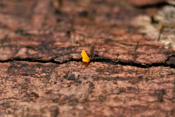 Winzige Gelbe Pilze Oder Conks Auf Einem Morschen Holzstamm Parasitärer — Stockfoto