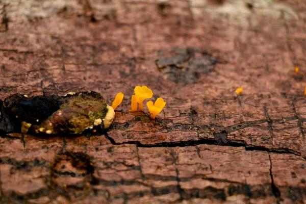 Pequenos Cogumelos Cor Amarela Conks Tronco Madeira Decomposição Organismo Parasita — Fotografia de Stock