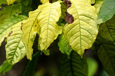 Sarı ve yeşil renkli bir kahve bitkisinin yaprakları, genetik bozukluk ya da bazı hastalıklardan etkilenmiş.