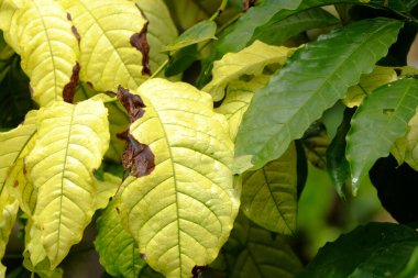 Sarı ve yeşil renkli bir kahve bitkisinin yaprakları, genetik bozukluk ya da bazı hastalıklardan etkilenmiş.