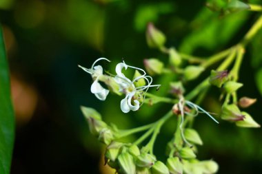 Vahşi bir çalılığın beyaz renkli çiçekleri Batı Ghat, Wayanad, seçici odak